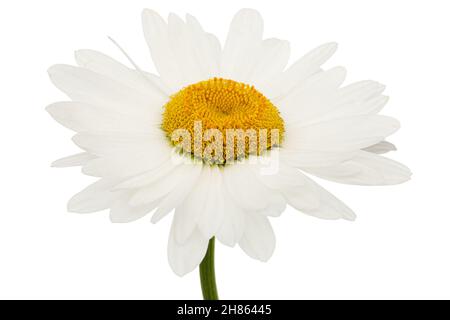 Weiße Blüte aus Kamille, lat. Matricaria, isoliert auf weißem Hintergrund Stockfoto
