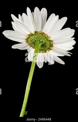 Weiße Blume der Kamille, lat. Matricaria, isoliert auf schwarzem Hintergrund Stockfoto
