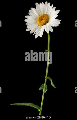 Weiße Blume der Kamille, lat. Matricaria, isoliert auf schwarzem Hintergrund Stockfoto