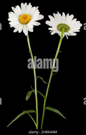 Weiße Blume der Kamille, lat. Matricaria, isoliert auf schwarzem Hintergrund Stockfoto