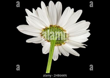Weiße Blume der Kamille, lat. Matricaria, isoliert auf schwarzem Hintergrund Stockfoto