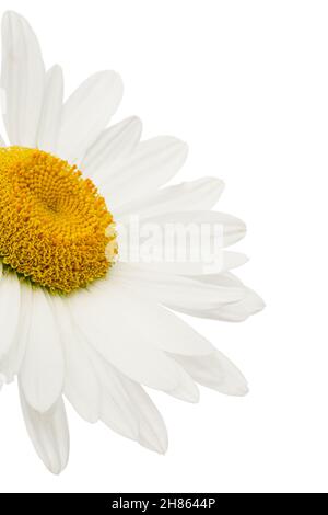 Weiße Blüte aus Kamille, lat. Matricaria, isoliert auf weißem Hintergrund Stockfoto