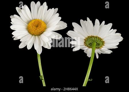 Weiße Blume der Kamille, lat. Matricaria, isoliert auf schwarzem Hintergrund Stockfoto