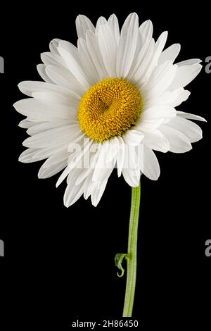 Weiße Blume der Kamille, lat. Matricaria, isoliert auf schwarzem Hintergrund Stockfoto