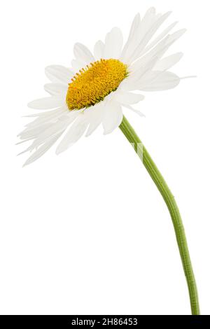 Weiße Blüte aus Kamille, lat. Matricaria, isoliert auf weißem Hintergrund Stockfoto
