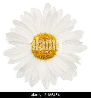 Weiße Blüte aus Kamille, lat. Matricaria, isoliert auf weißem Hintergrund Stockfoto