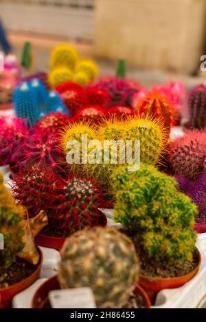 Eine vertikale Aufnahme von verschiedenen Arten von bunten Kakteen Stockfoto