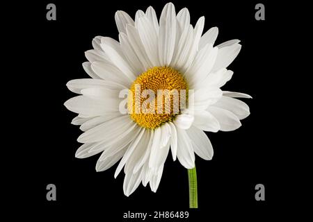 Weiße Blume der Kamille, lat. Matricaria, isoliert auf schwarzem Hintergrund Stockfoto