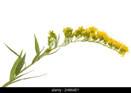 Gelbe Blüten der Goldrute, lat. Solidago, isoliert auf weißem Hintergrund Stockfoto