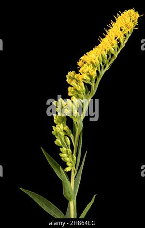 Gelbe Blüten der Goldrute, lat. Solidago, isoliert auf schwarzem Hintergrund Stockfoto