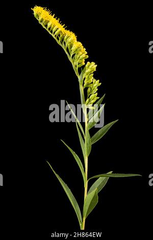 Gelbe Blüten der Goldrute, lat. Solidago, isoliert auf schwarzem Hintergrund Stockfoto
