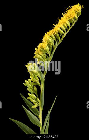 Gelbe Blüten der Goldrute, lat. Solidago, isoliert auf schwarzem Hintergrund Stockfoto