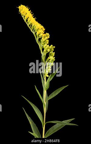 Gelbe Blüten der Goldrute, lat. Solidago, isoliert auf schwarzem Hintergrund Stockfoto