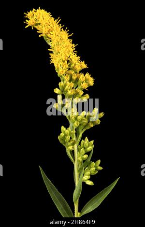 Gelbe Blüten der Goldrute, lat. Solidago, isoliert auf schwarzem Hintergrund Stockfoto