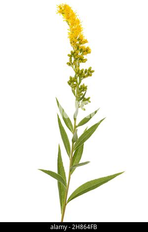 Gelbe Blüten der Goldrute, lat. Solidago, isoliert auf weißem Hintergrund Stockfoto