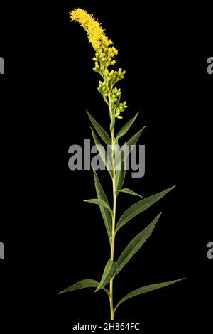 Gelbe Blüten der Goldrute, lat. Solidago, isoliert auf schwarzem Hintergrund Stockfoto