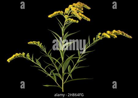 Gelbe Blüten der Goldrute, lat. Solidago, isoliert auf schwarzem Hintergrund Stockfoto