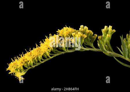Gelbe Blüten der Goldrute, lat. Solidago, isoliert auf schwarzem Hintergrund Stockfoto