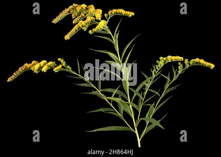 Gelbe Blüten der Goldrute, lat. Solidago, isoliert auf schwarzem Hintergrund Stockfoto