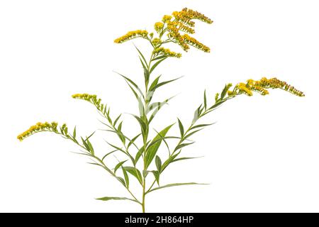 Gelbe Blüten der Goldrute, lat. Solidago, isoliert auf weißem Hintergrund Stockfoto