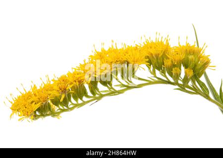 Gelbe Blüten der Goldrute, lat. Solidago, isoliert auf weißem Hintergrund Stockfoto