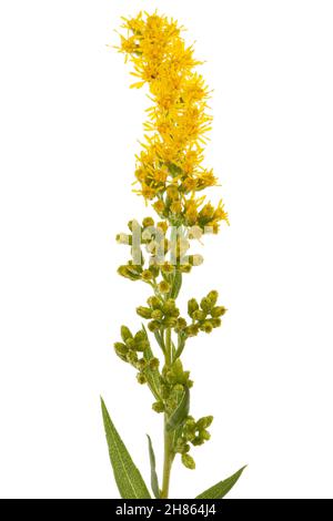 Gelbe Blüten der Goldrute, lat. Solidago, isoliert auf weißem Hintergrund Stockfoto