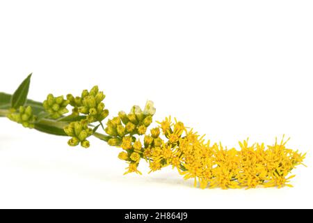 Gelbe Blüten der Goldrute, lat. Solidago, isoliert auf weißem Hintergrund Stockfoto