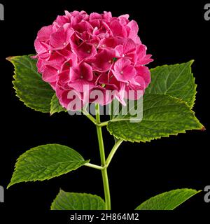 Blütenstand der rosa Blüten der Hortensien, isoliert auf schwarzem Hintergrund Stockfoto