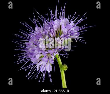 Hellviolette Blüten aus Phazelien, isoliert auf schwarzem Hintergrund Stockfoto