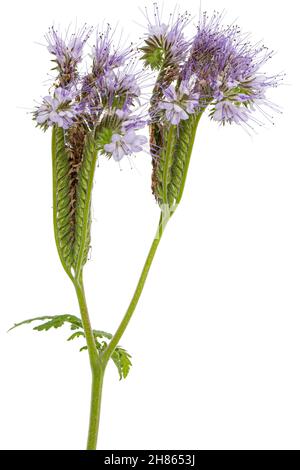 Hellviolette Blüten aus Phazelien, isoliert auf weißem Hintergrund Stockfoto