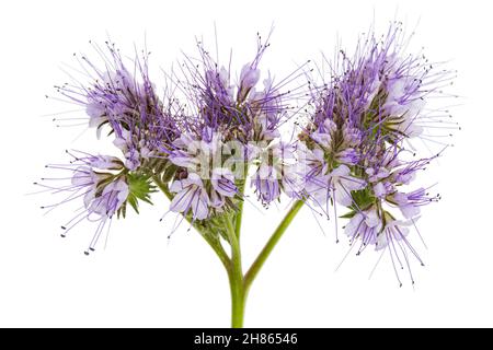 Hellviolette Blüten aus Phazelien, isoliert auf weißem Hintergrund Stockfoto