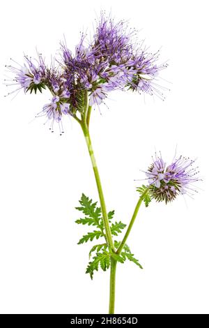 Hellviolette Blüten aus Phazelien, isoliert auf weißem Hintergrund Stockfoto