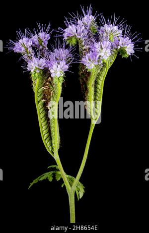 Hellviolette Blüten aus Phazelien, isoliert auf schwarzem Hintergrund Stockfoto