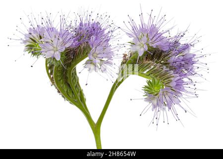 Hellviolette Blüten aus Phazelien, isoliert auf weißem Hintergrund Stockfoto