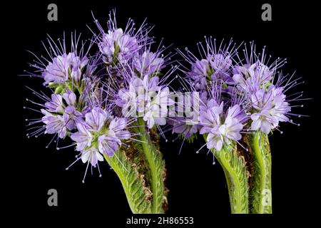 Hellviolette Blüten aus Phazelien, isoliert auf schwarzem Hintergrund Stockfoto