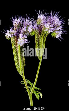 Hellviolette Blüten aus Phazelien, isoliert auf schwarzem Hintergrund Stockfoto