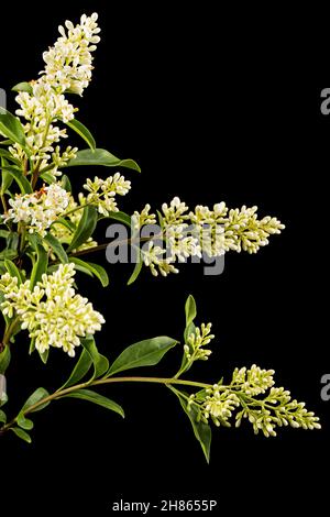 Blütenstand von privat, lat. Ligustrum, isoliert auf schwarzem Hintergrund Stockfoto