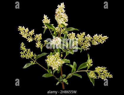 Blütenstand von privat, lat. Ligustrum, isoliert auf schwarzem Hintergrund Stockfoto