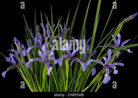 Bouquet von violetten Blumen Sumpf Iris, lat. Iris pseudacorus, isoliert auf schwarzem Hintergrund Stockfoto
