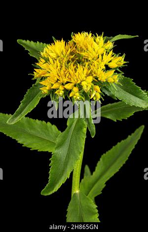 Blütenstand von gelben Rhodiola-Rosea-Blüten, isoliert auf weißem Hintergrund Stockfoto