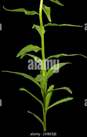 Blütenstand von gelben Rhodiola-Rosea-Blüten, isoliert auf weißem Hintergrund Stockfoto