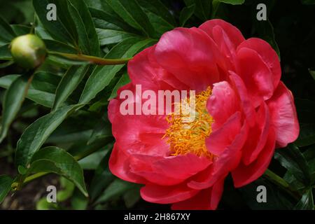 Peony Coral Charme. Halbdoppelte rosa Pfingstrose. Horizontales Foto. Stockfoto