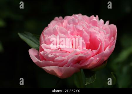 Pfingstrose geätzt Lachs.  Doppelte rosa Pfingstrose Blume. Stockfoto