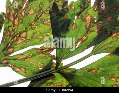 NAHAUFNAHME DER SPÄTFÄULE (SEPTORIA APIICOLA) AUF SELLERIE (APIUM GRAVEOLENS) PFLANZENBLÄTTERN. SPÄTFÄULE IST EINE PILZKRANKHEIT. AUSTRALIEN. Stockfoto