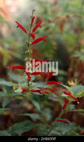 ANANASSALBEI (SALVIA ELEGANS) WÄCHST IN EINEM KLEINEN KRÄUTERGARTEN. ES HAT EINEN ATTRAKTIVEN DUFT, DER DEM GERUCH VON ANANAS ÄHNELT. Stockfoto