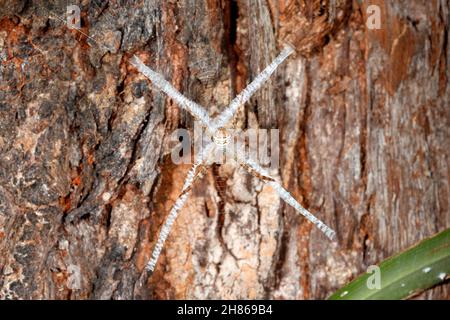 St Andrews Cross Spider, Argiope keyserlingi, ist eine Orb-Weberspinne aus Australien. Weiblich, zeigt das Kreuz stabilimentum in ihrem Netz. Stockfoto