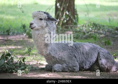 Weißes Lama auf einem Gras bedeckten Feld. Hochwertige Fotos Stockfoto