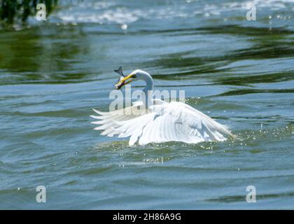 Großer Reiher, Ardea alba, der versucht, mit Fischen im Mund zu fliegen Stockfoto