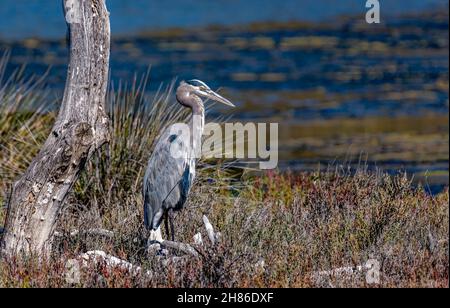 Great Blue Heron (Ardea herodias) in Malibu Lagoon Beach CA.USA Stockfoto