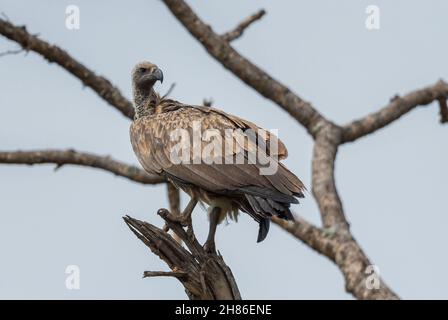 Weißrückengeier - Gyps africanus, großer gefährdeter Greifvogel aus afrikanischen Büschen und Savannen, Lake Mburo, Uganda. Stockfoto